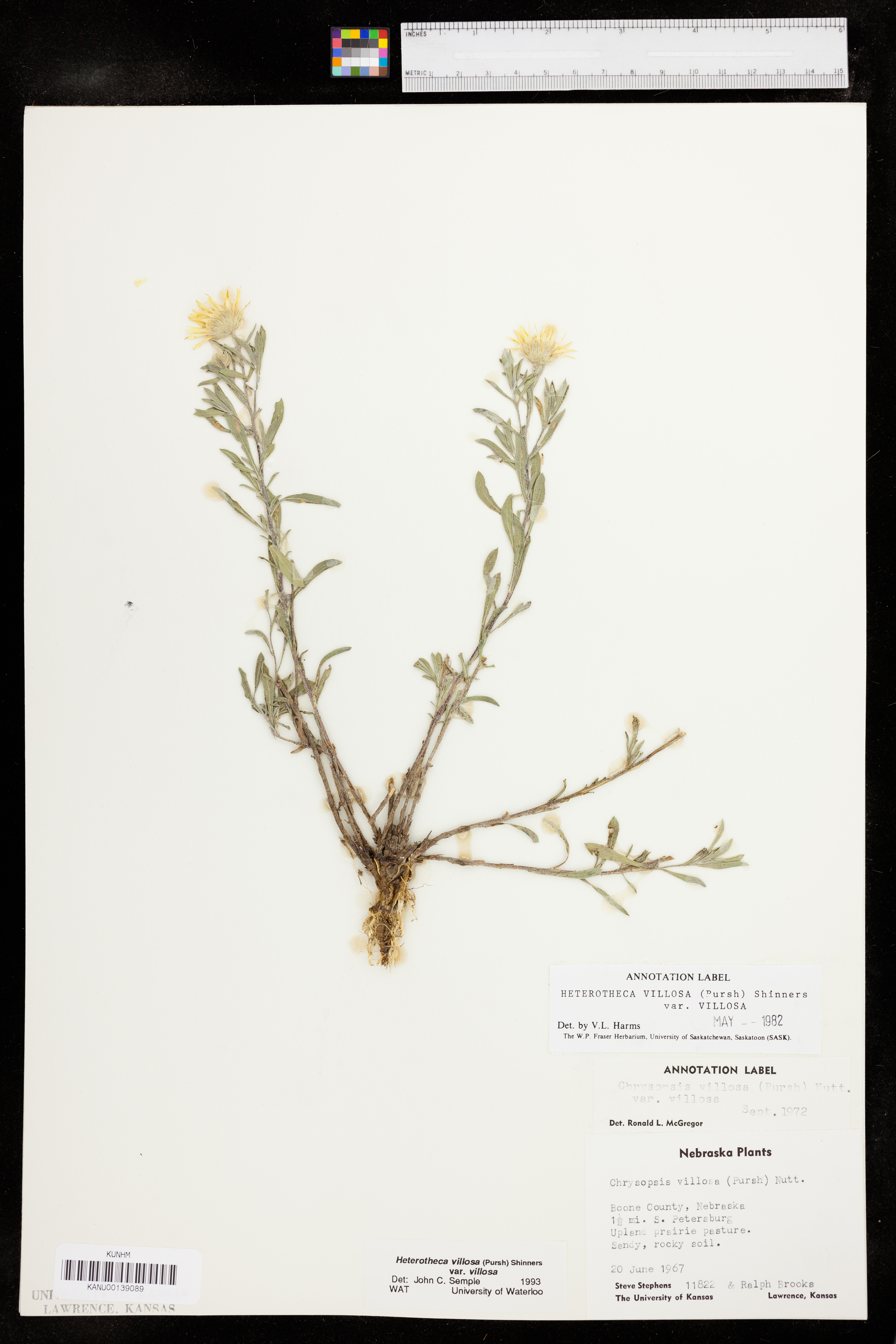 Heterotheca villosa var. villosa image