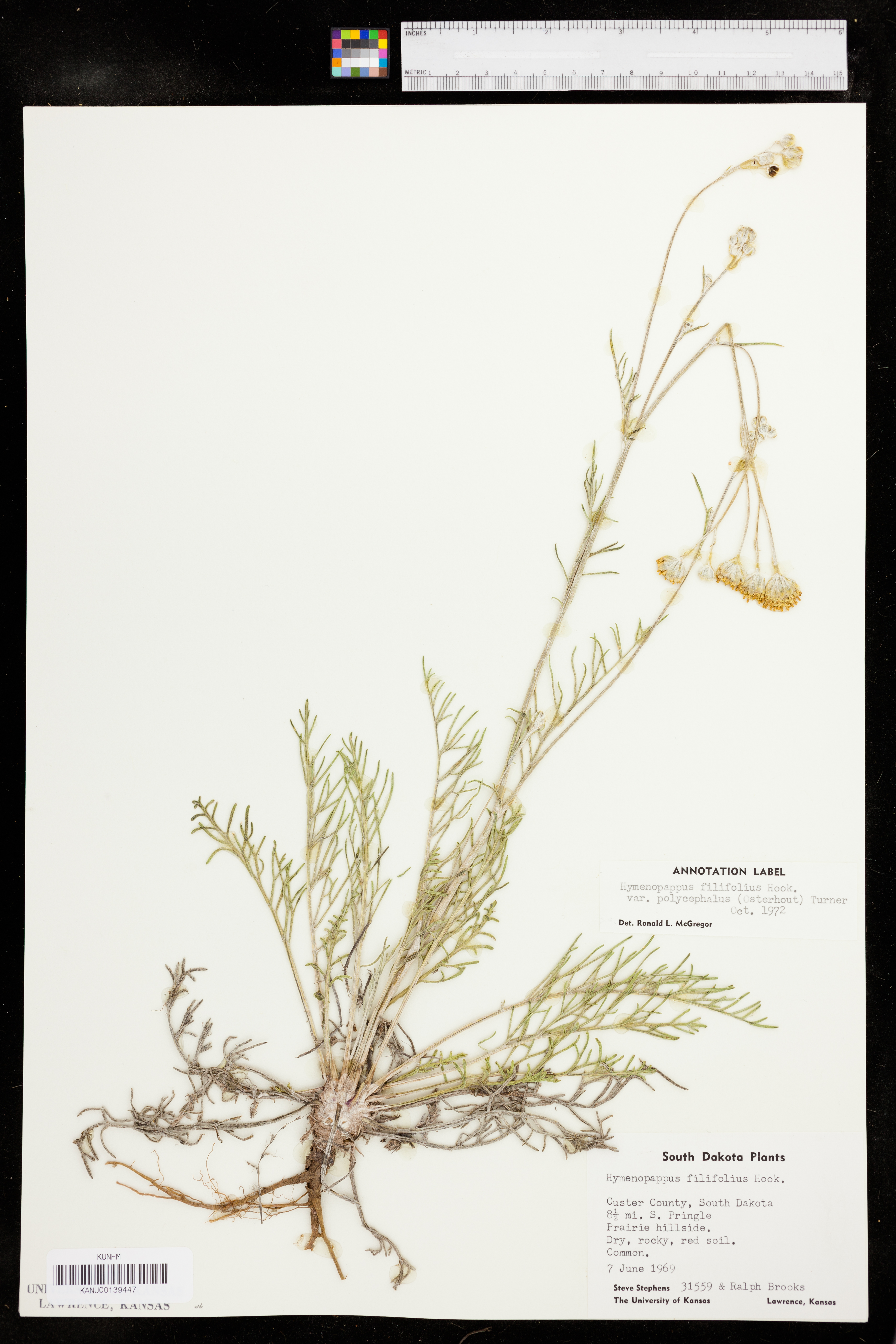 Hymenopappus filifolius var. polycephalus image