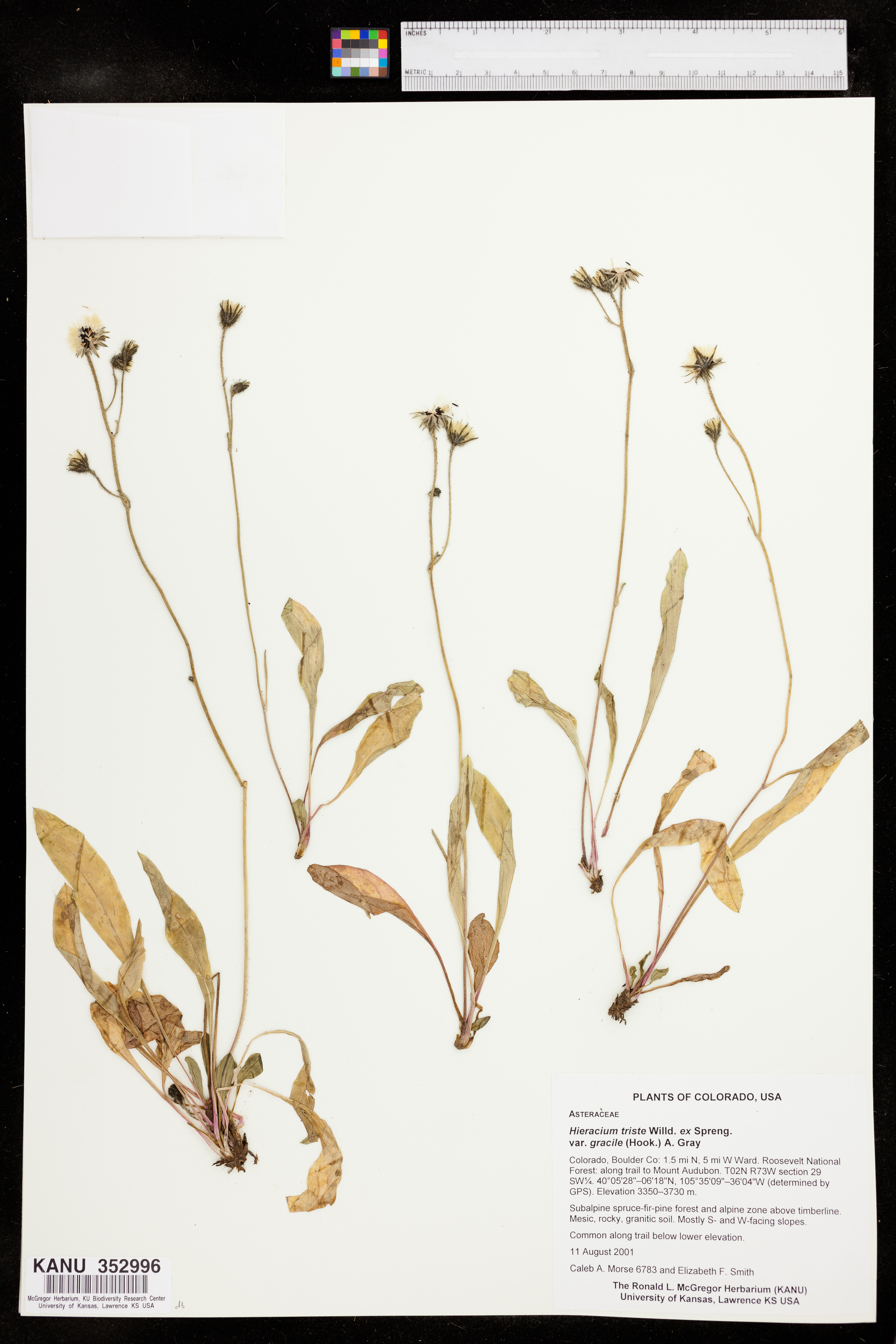 Hieracium gracile var. gracile image
