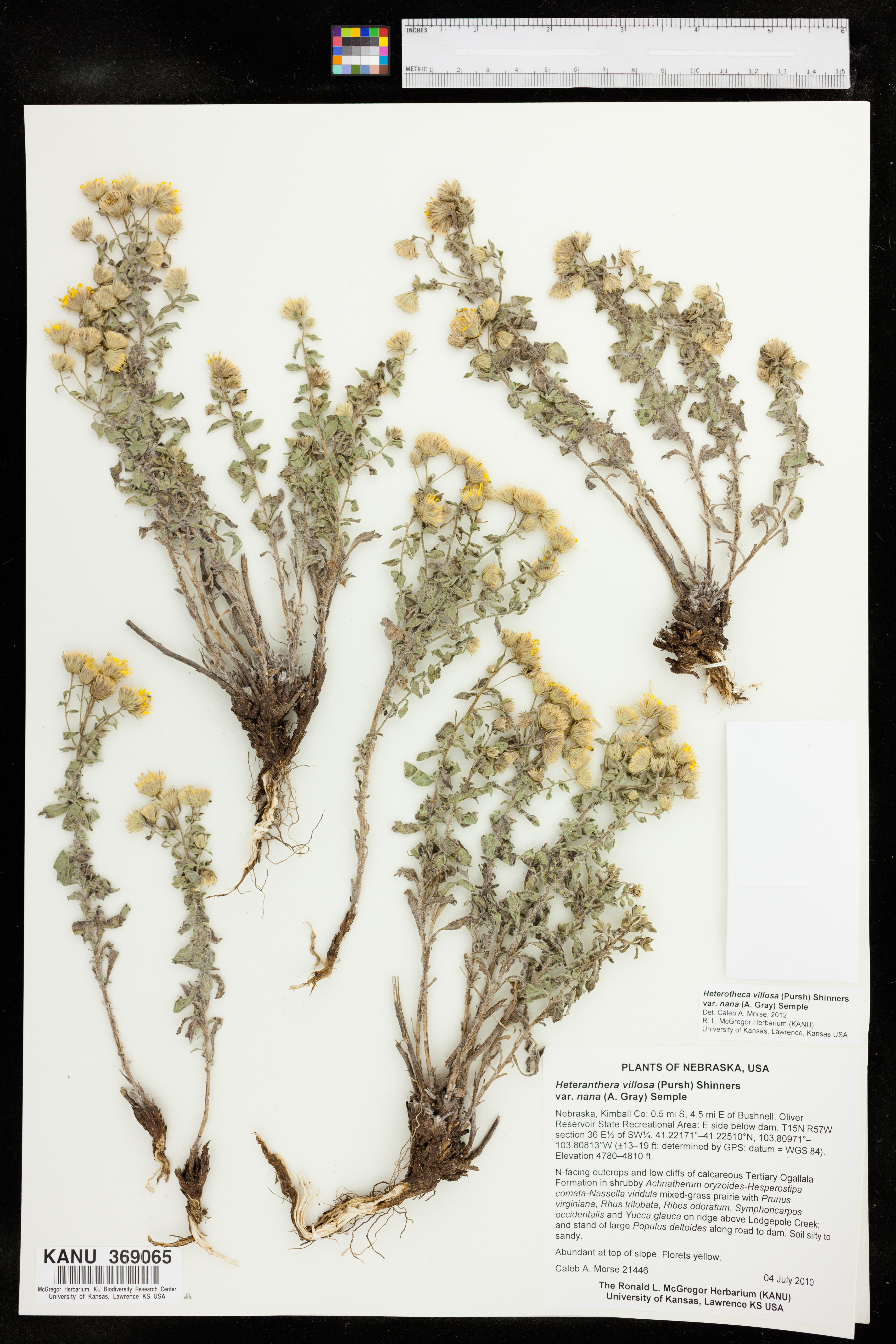 Heterotheca villosa var. nana image
