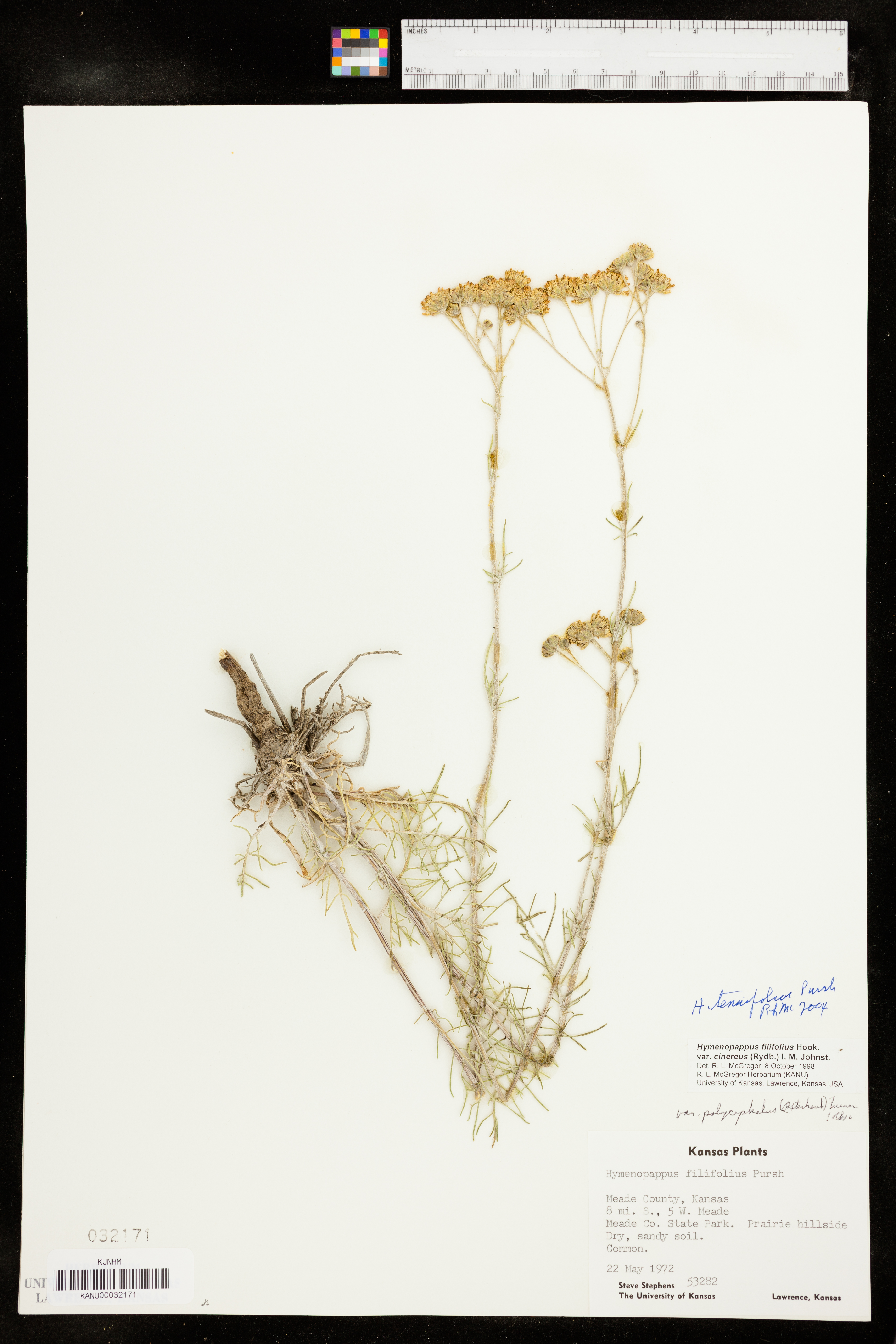 Hymenopappus tenuifolius image