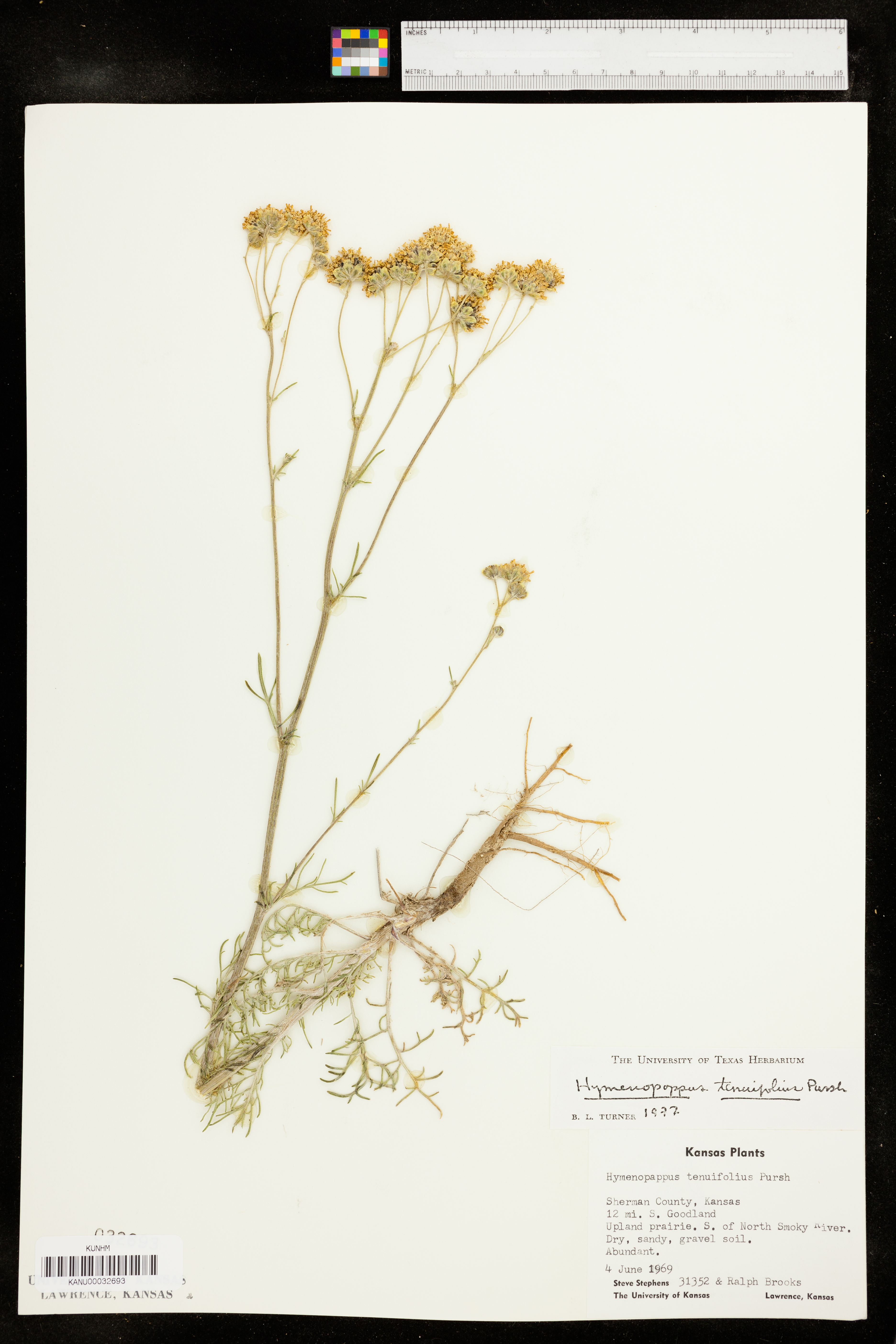 Hymenopappus tenuifolius image