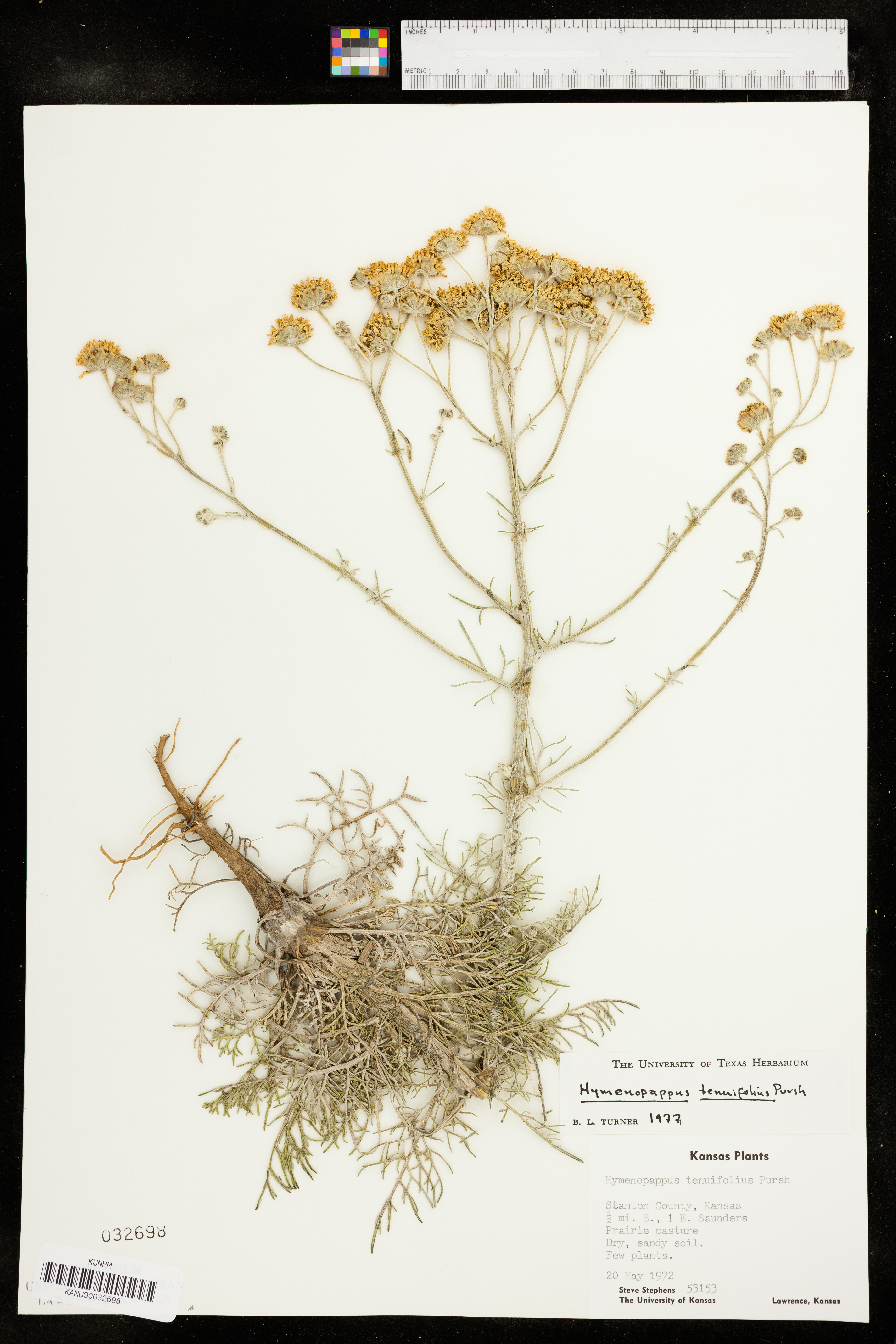 Hymenopappus tenuifolius image