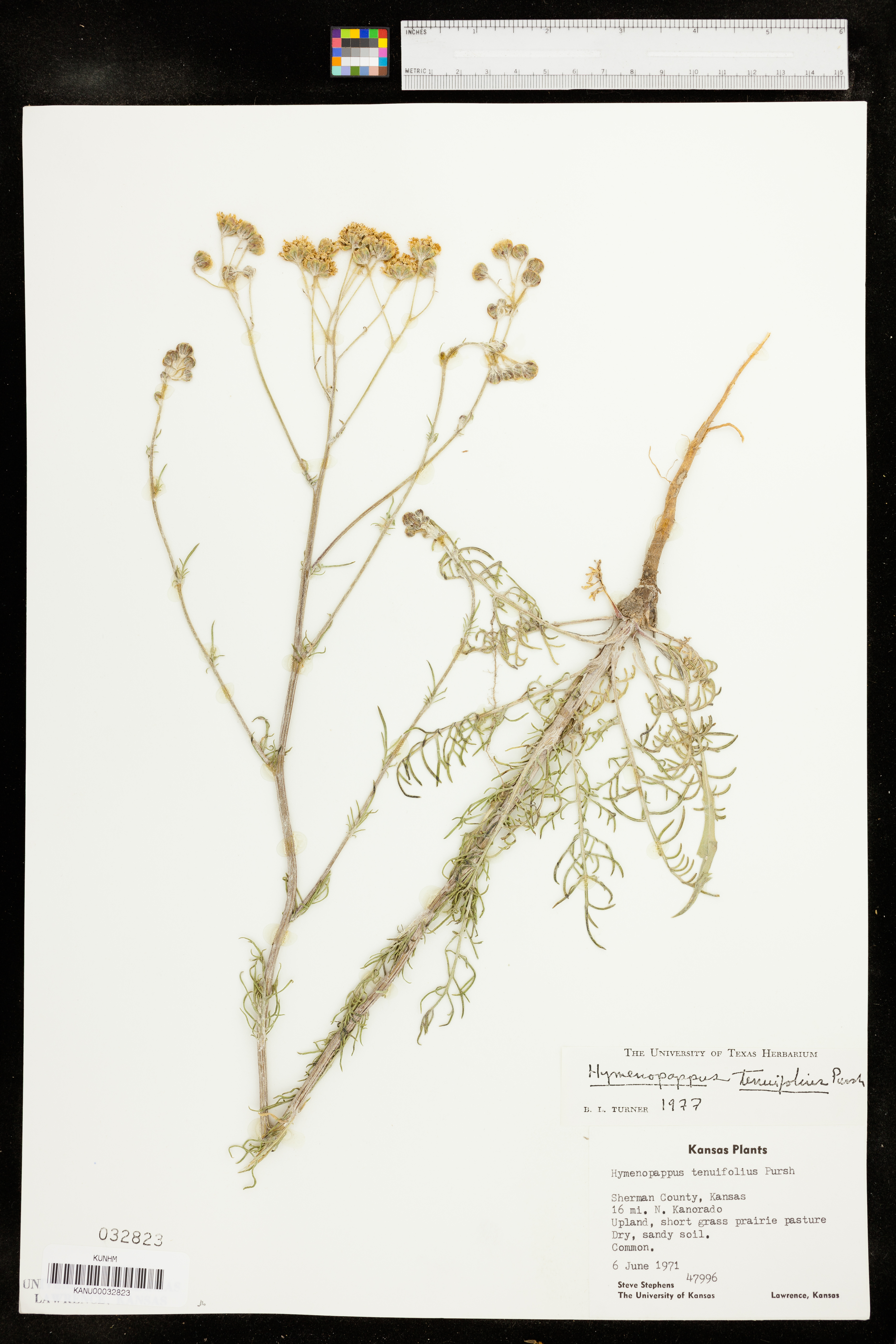 Hymenopappus tenuifolius image