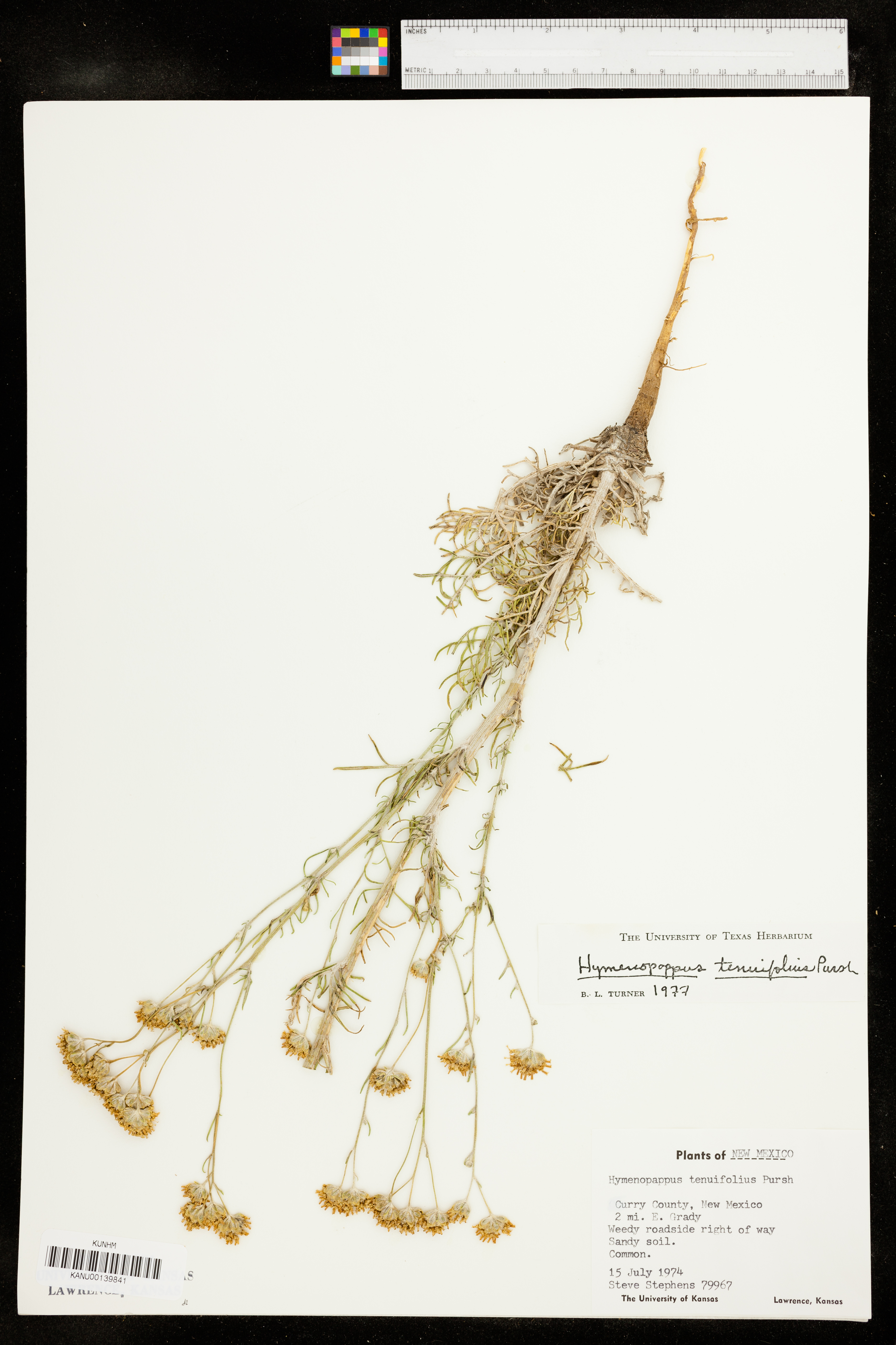 Hymenopappus tenuifolius image