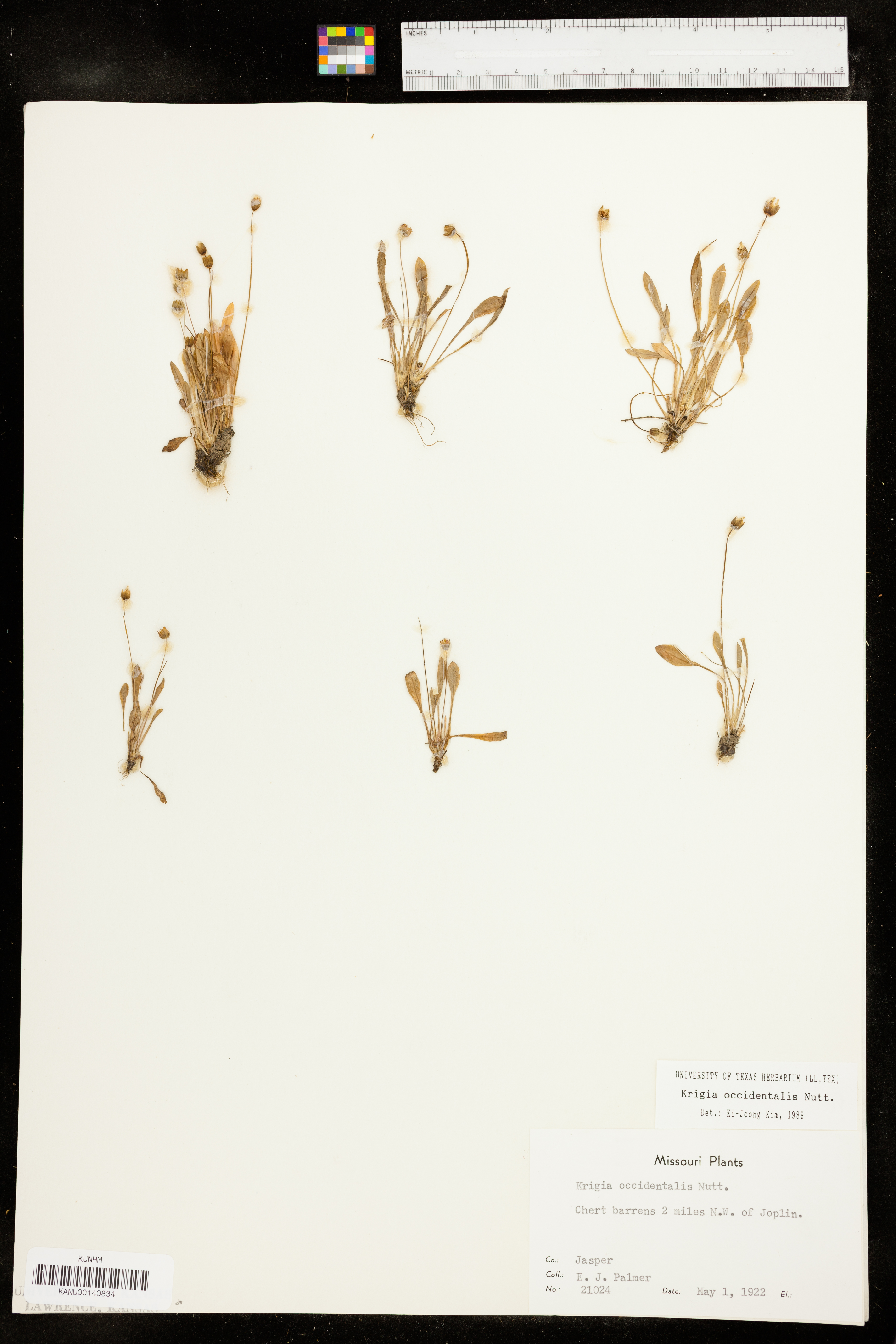 Krigia occidentalis image