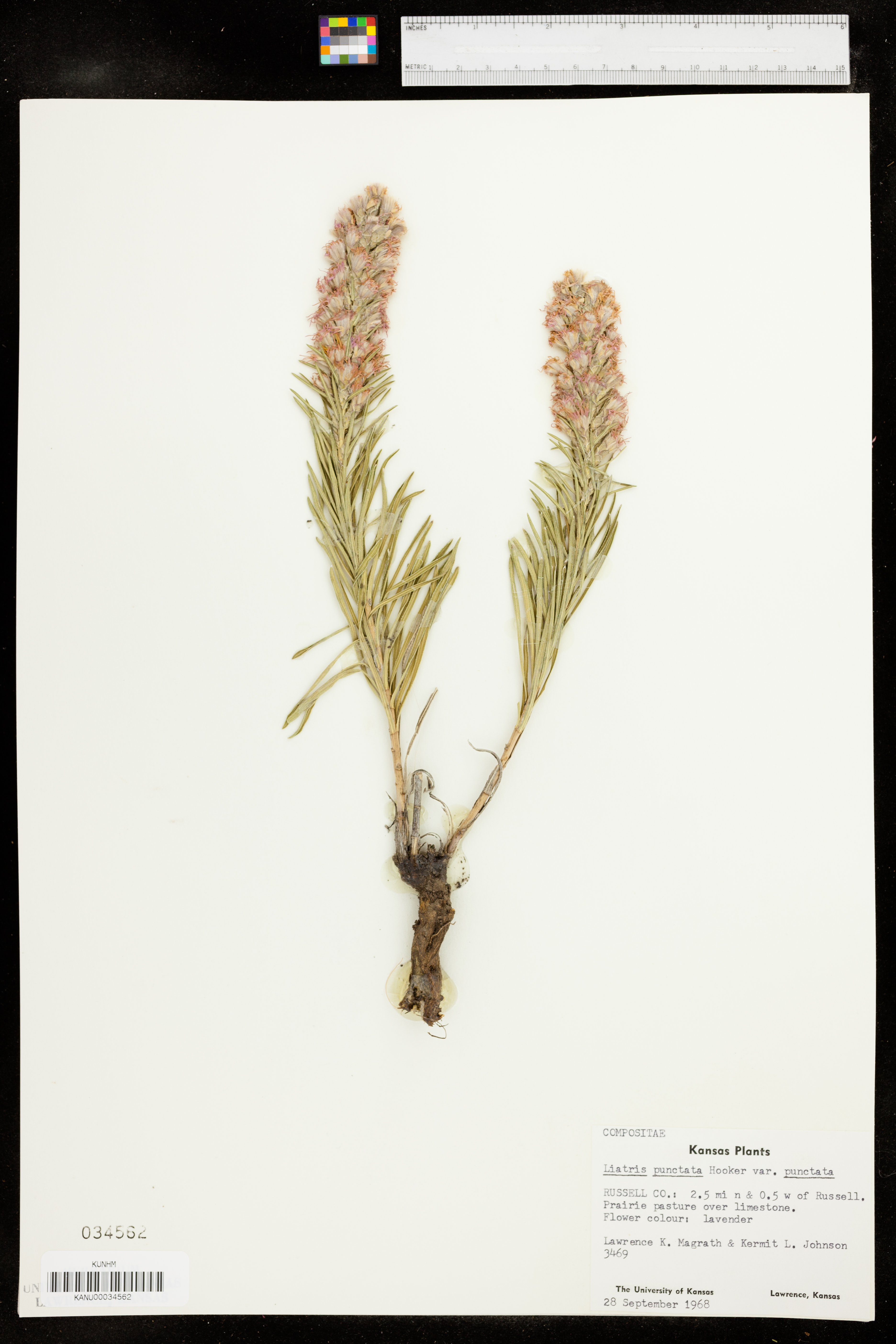 Liatris punctata var. punctata image