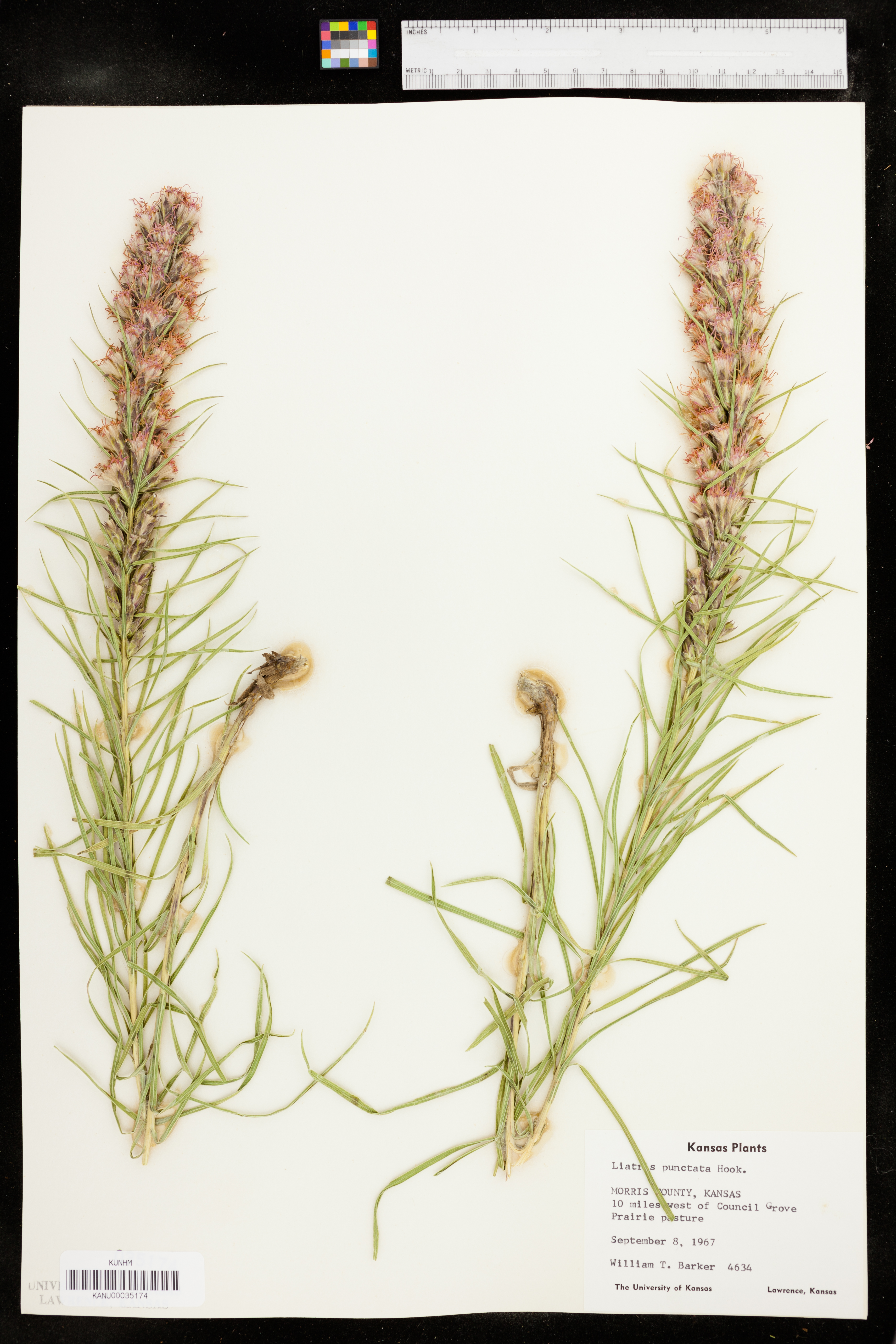 Liatris punctata var. punctata image