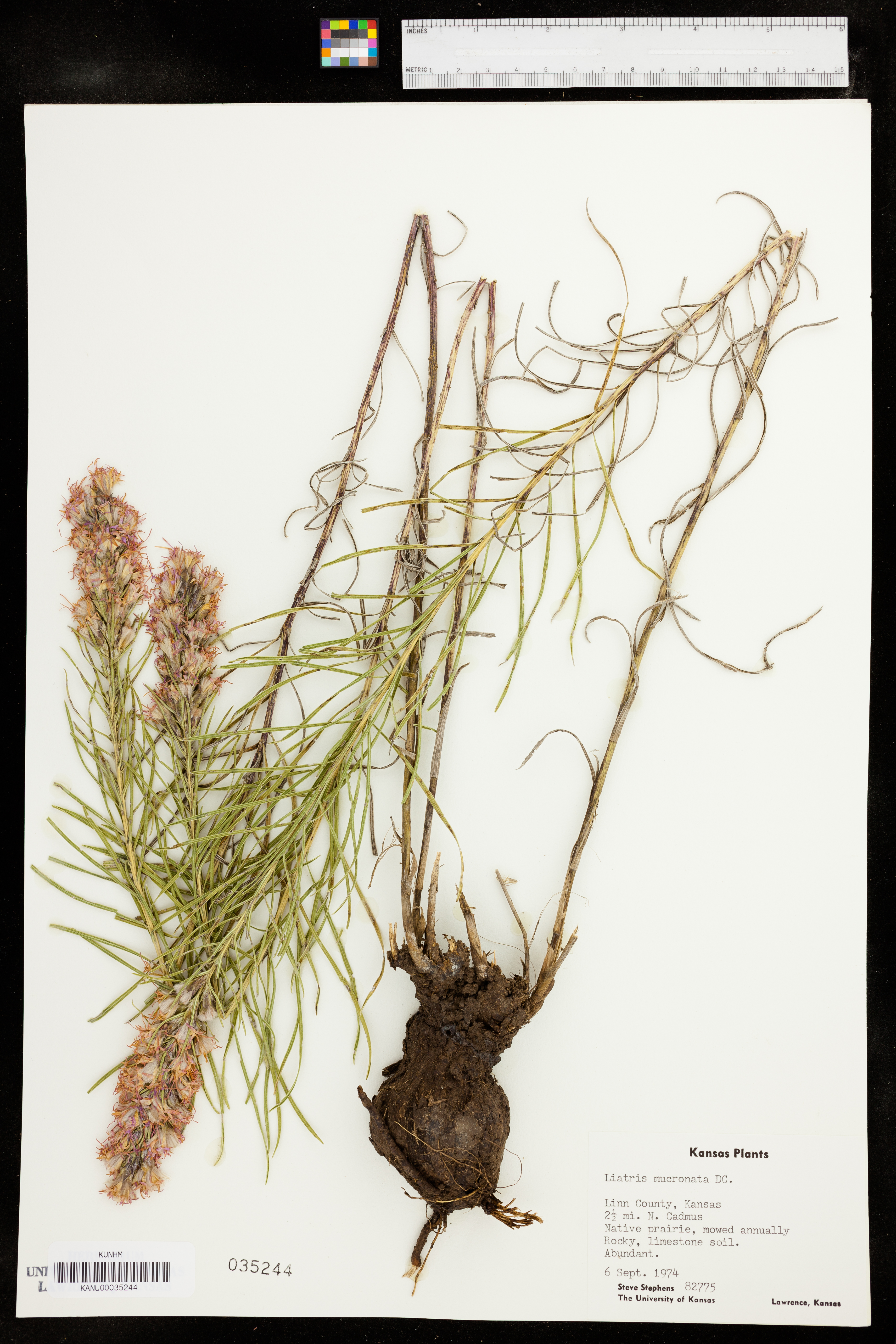 Liatris punctata var. mucronata image
