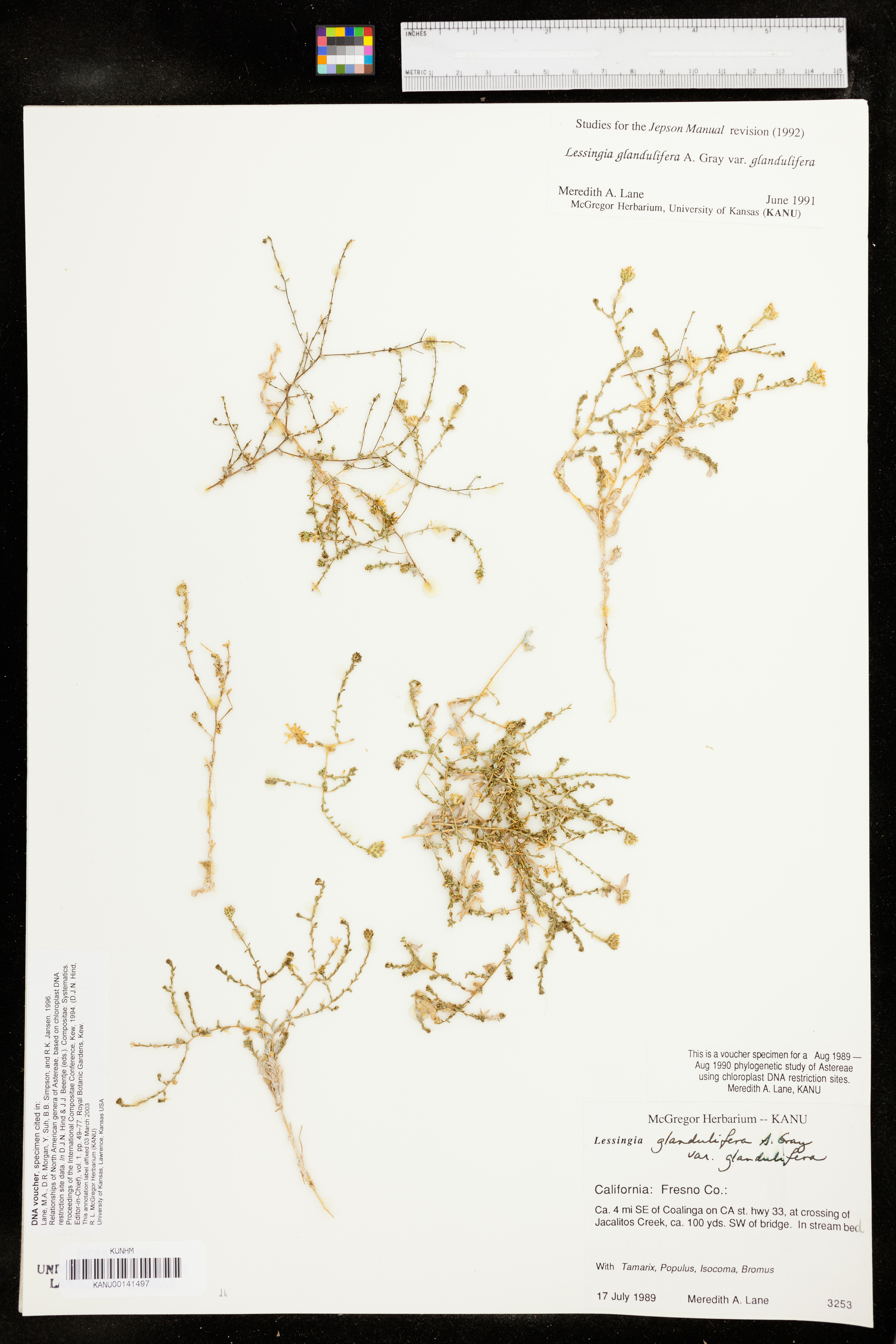 Lessingia glandulifera var. glandulifera image