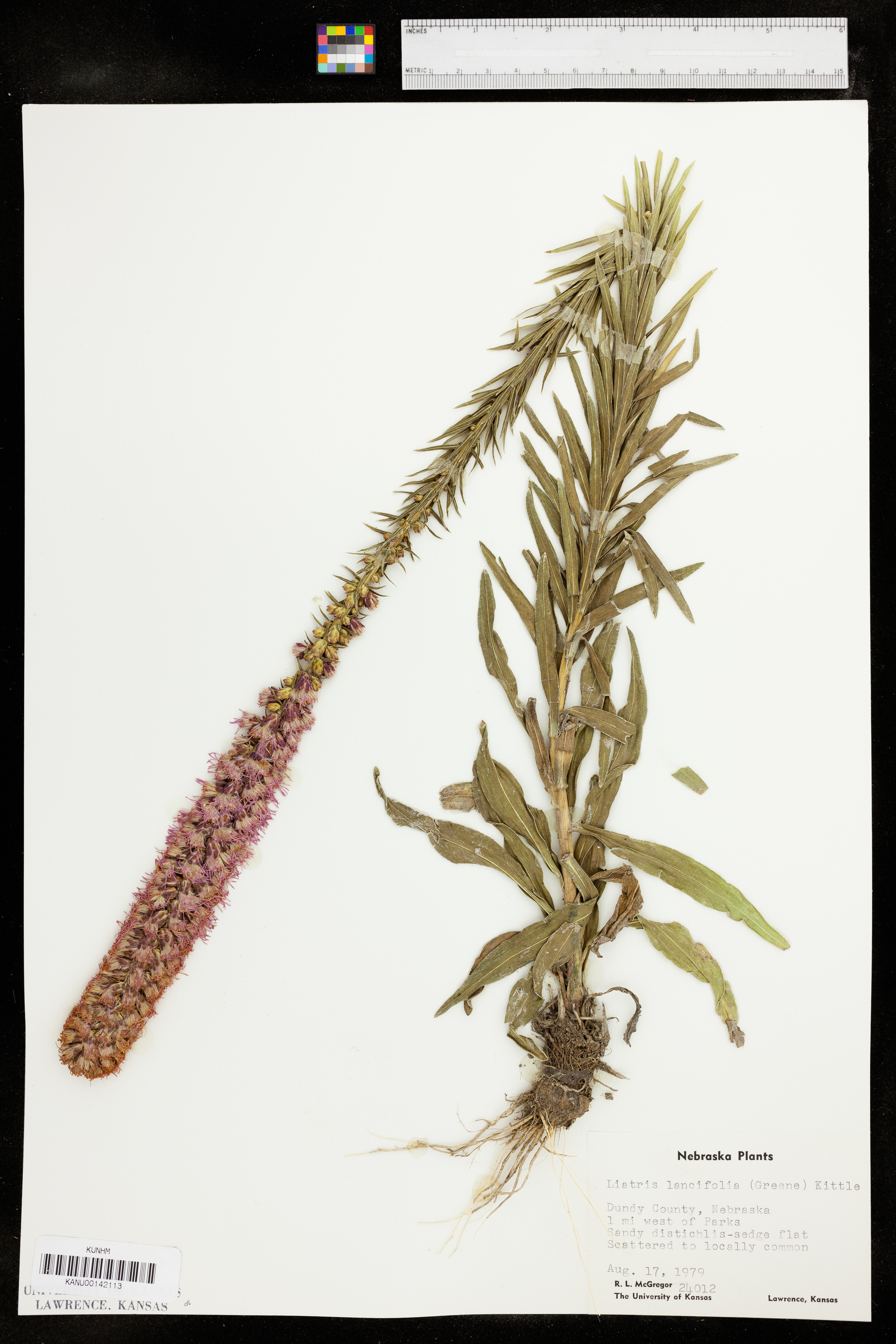 Liatris lancifolia image