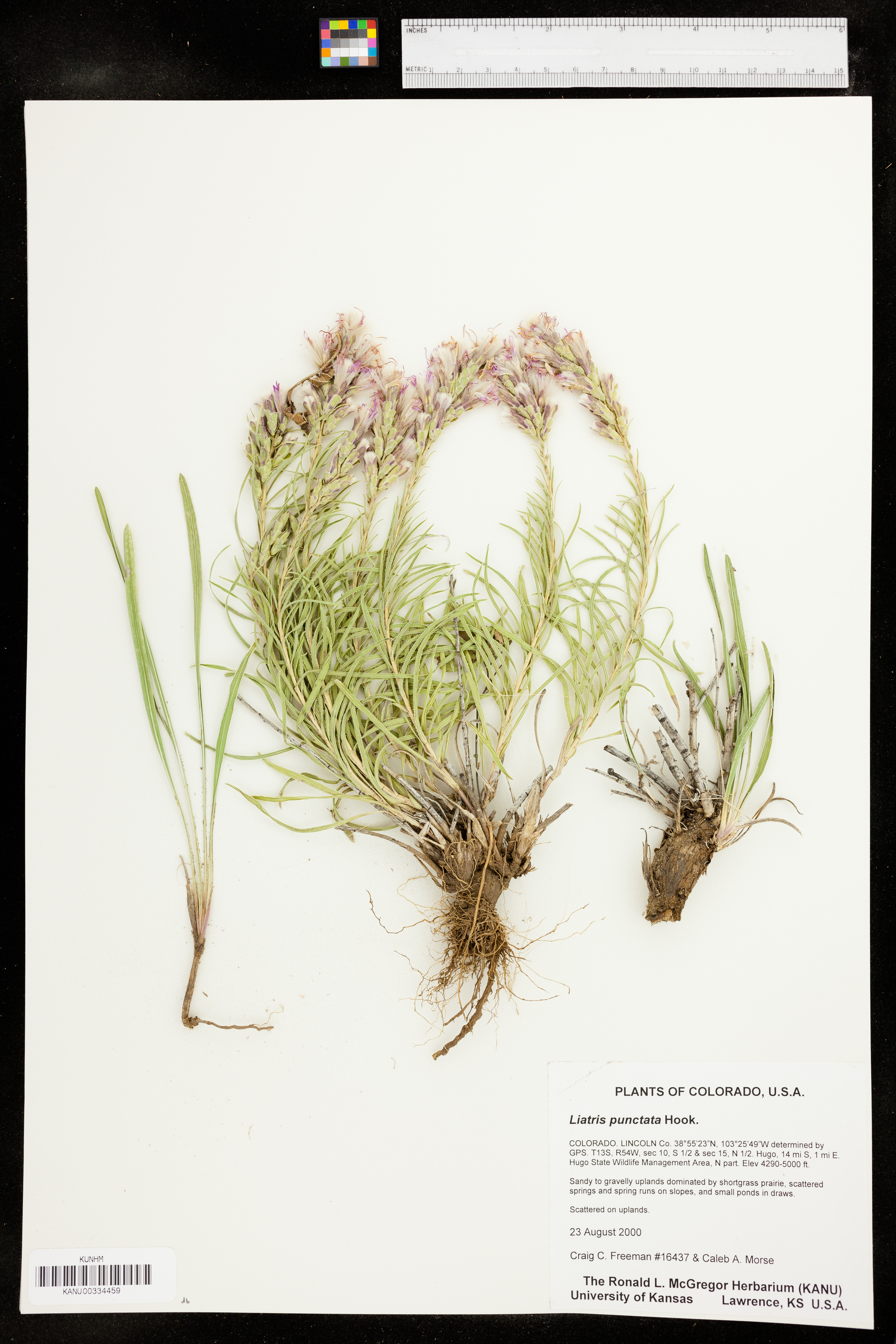 Liatris punctata var. punctata image