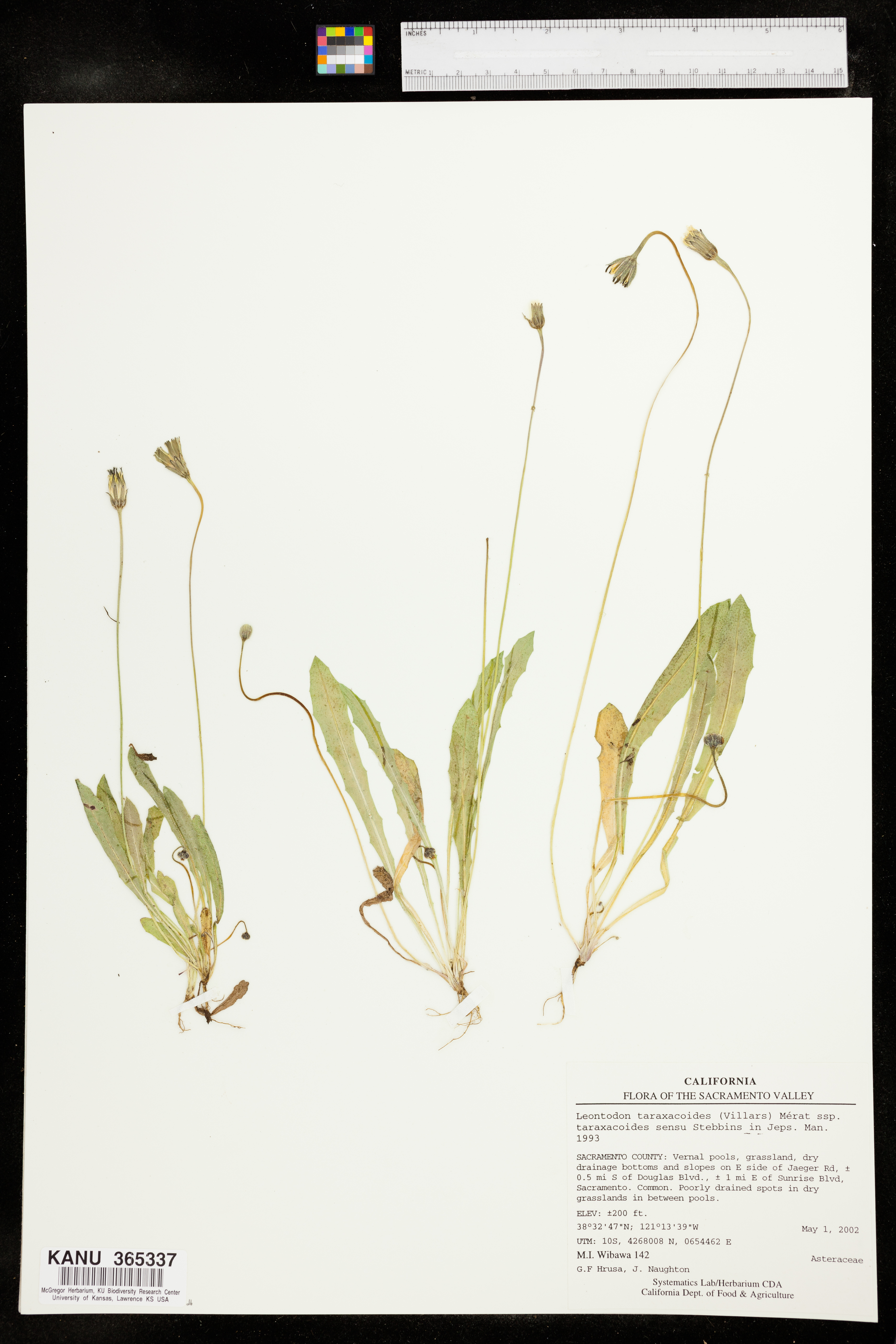 Leontodon taraxacoides image