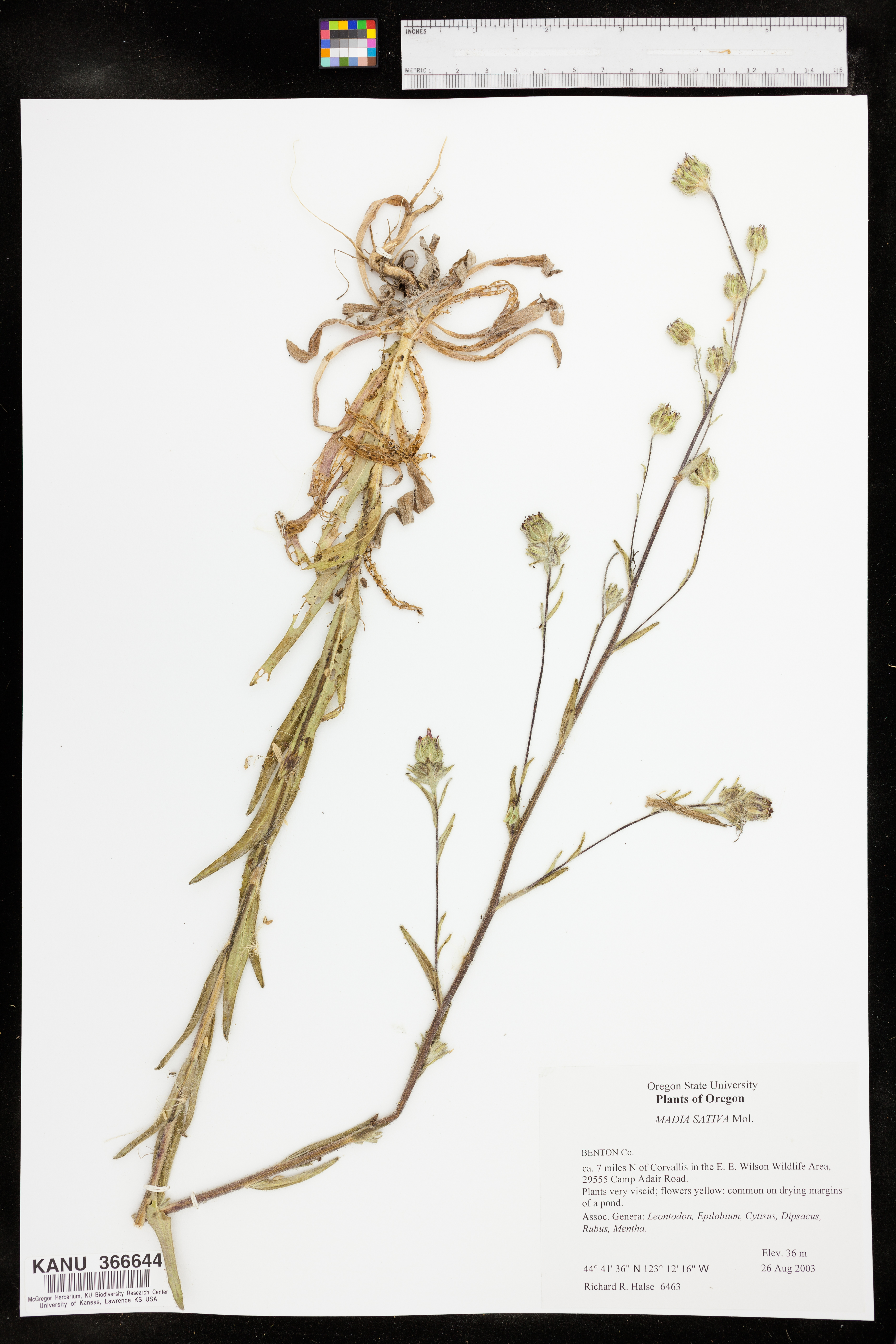 Madia sativa image