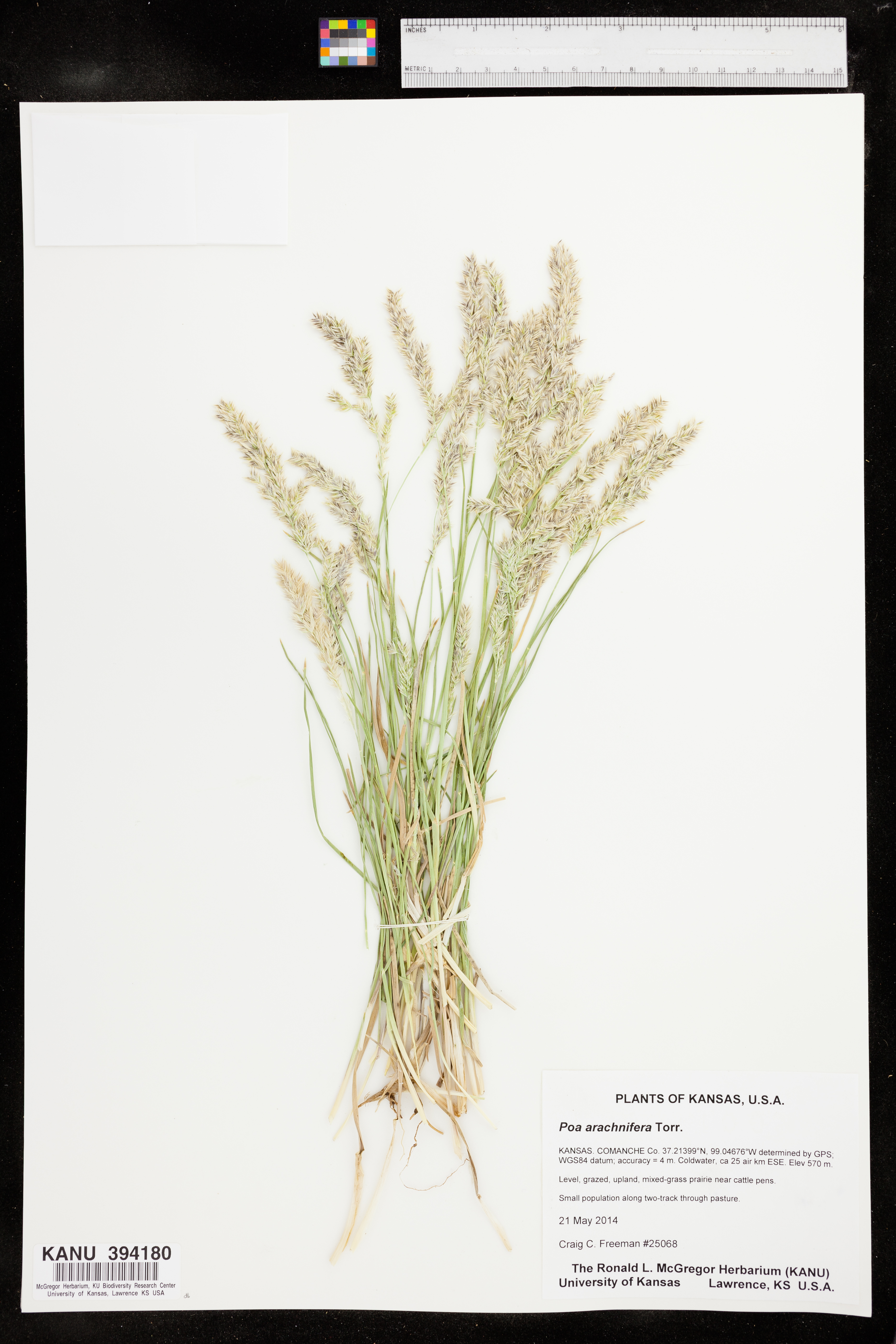 Poa arachnifera image